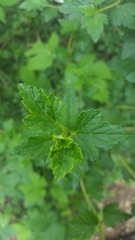 Ribes alpinum