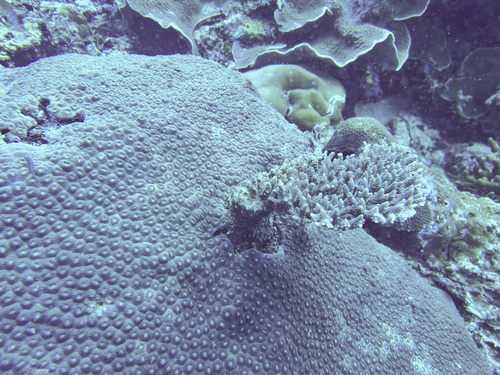 Diploastrea observed 2026-10-06
