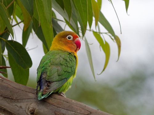 iNaturalist image