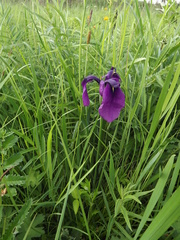 Iris ensata