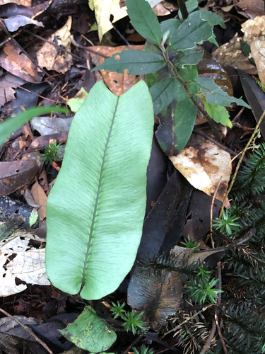Diplazium cordifolium