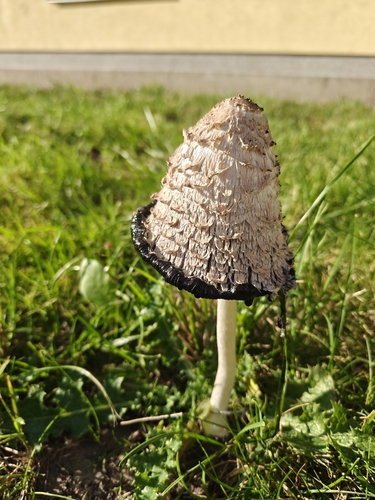 Shaggy Mane