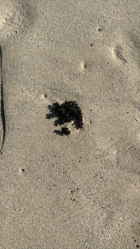 Sargassum polyphyllum observed 2026-10-07