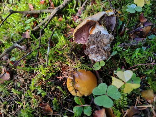 Phlegmacium reverendissimum