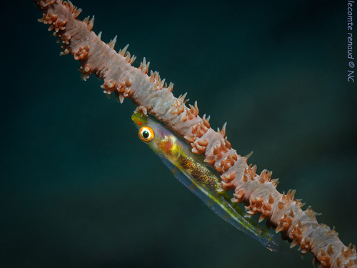 Bryaninops yongei observed 2026-08-30