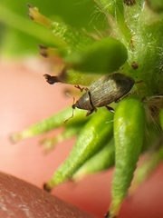 Acalyptus carpini
