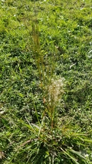 Schizachyrium microstachyum