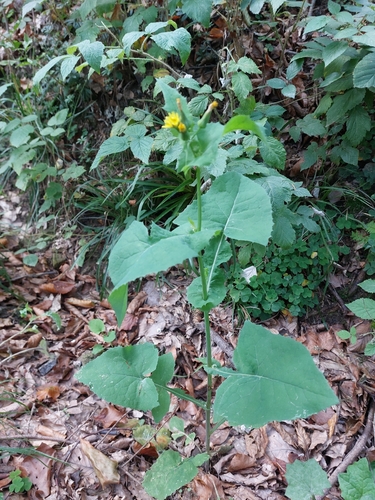 Common Sow-thistle