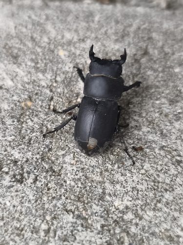Lesser Stag Beetle