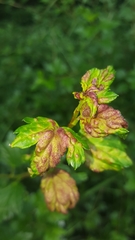 Cryptomyzus korschelti