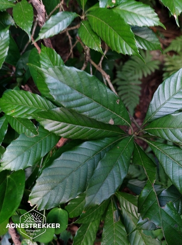 Lithocarpus corneus observed 2026-10-07
