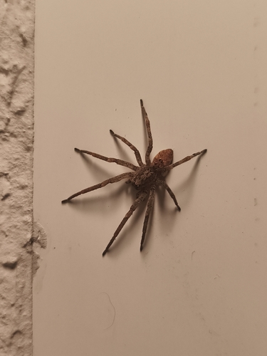 Mediterranean Spiny False Wolf Spider