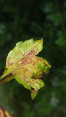 Cryptomyzus korschelti