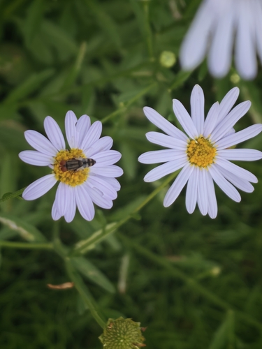 Aster indicus