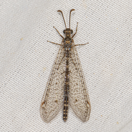 Sacken's Antlion
