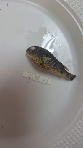 Chelonodon patoca observed 2026-10-02