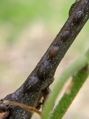 Coccoidea