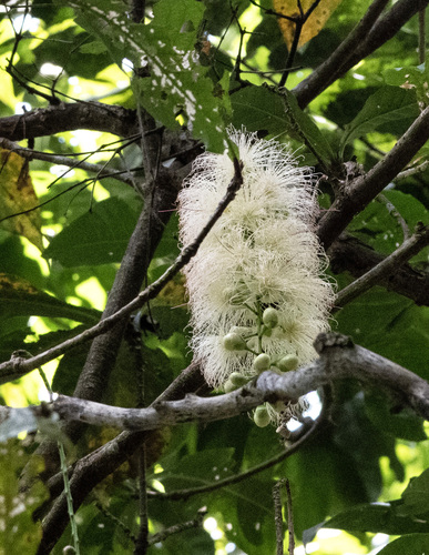Barringtonia racemosa observed 2026-10-08