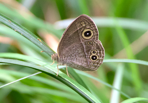 Painted Bushbrown