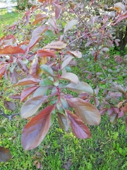 Prunus