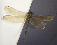 Gynacantha dravida