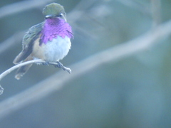 Wine-Throated Hummingbird photo 3