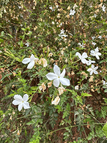 Jasminum officinale observed 2026-10-08