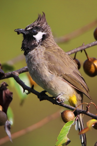 Pycnonotus leucogenys observed 2026-10-08