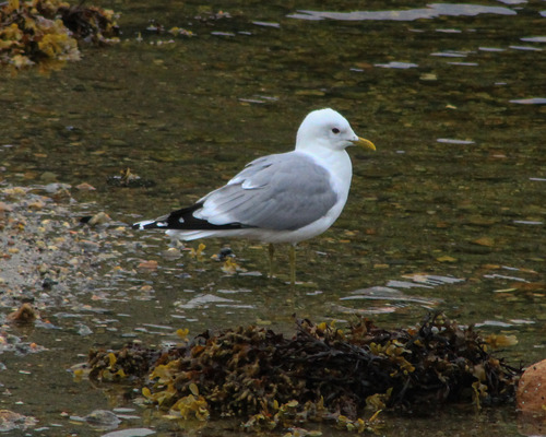 Common Gull