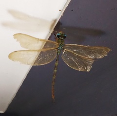 Gynacantha dravida