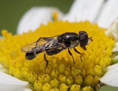 Syritta pipiens