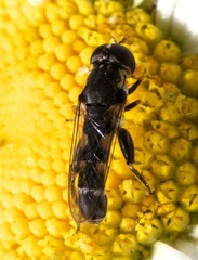 Syritta pipiens