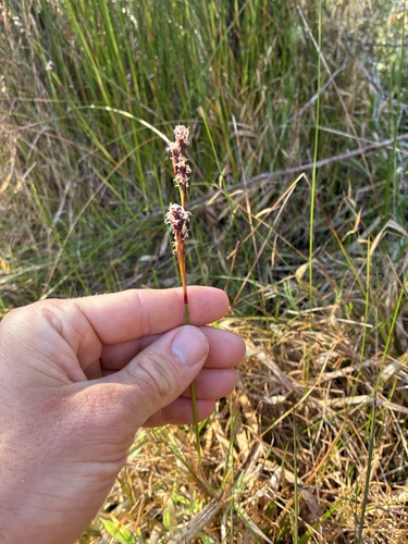 Machaerina rubiginosa observed 2026-10-01