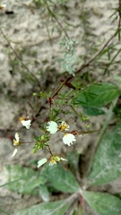 Polanisia erosa