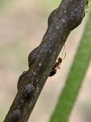 Coccoidea