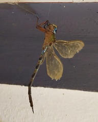 Gynacantha dravida
