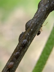 Coccoidea