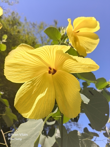 Hibiscus glandulifer