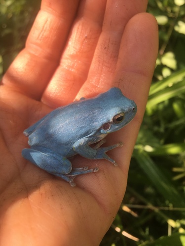 Mediterranean Tree Frog, Via della Cornice, Pietra Ligure, Liguria, IT, photo 10 of 10
