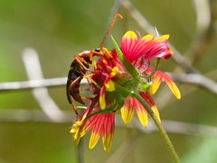 Strangalia sexnotata