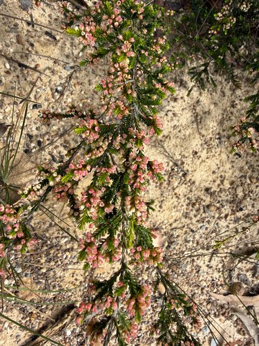 Micromyrtus ciliata observed 2026-10-08
