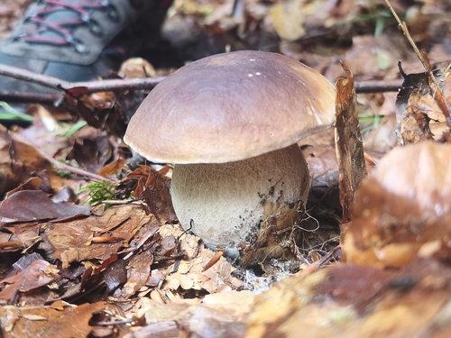 King Bolete