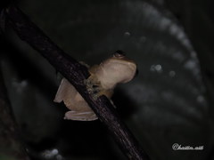 Rhacophorus margaritifer