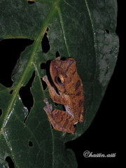 Rhacophorus margaritifer