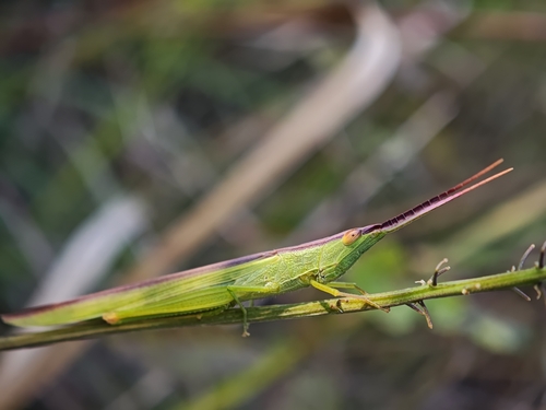 Gonista bicolor