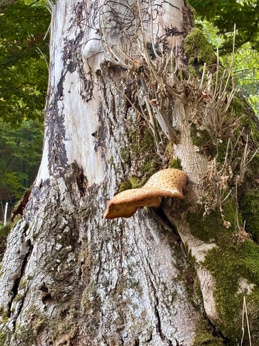 Dryad's Saddle