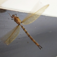 Gynacantha dravida