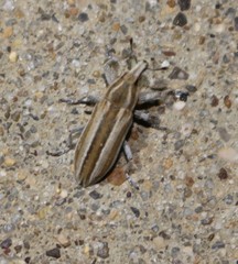 Scaphomorphus