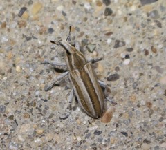 Scaphomorphus