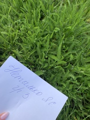 Achillea millefolium